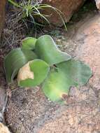 Imagem de Haemanthus humilis Jacq.