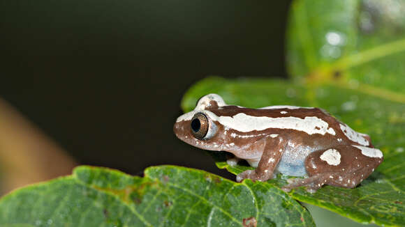 Image of Brown Banana Frog