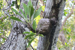 Plancia ëd Myrmecodia platytyrea subsp. antoinii (Becc.) Huxley & Jebb