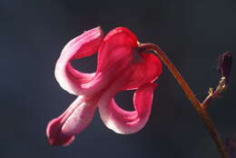 Image of Dicentra peregrina (Rudolph) Makino