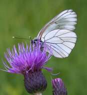 Image of Black-veined White