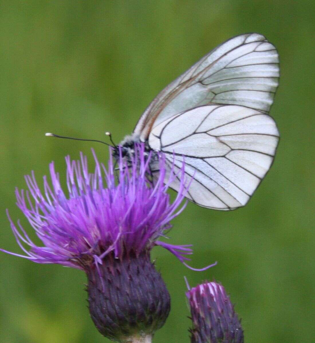 Image of Black-veined White