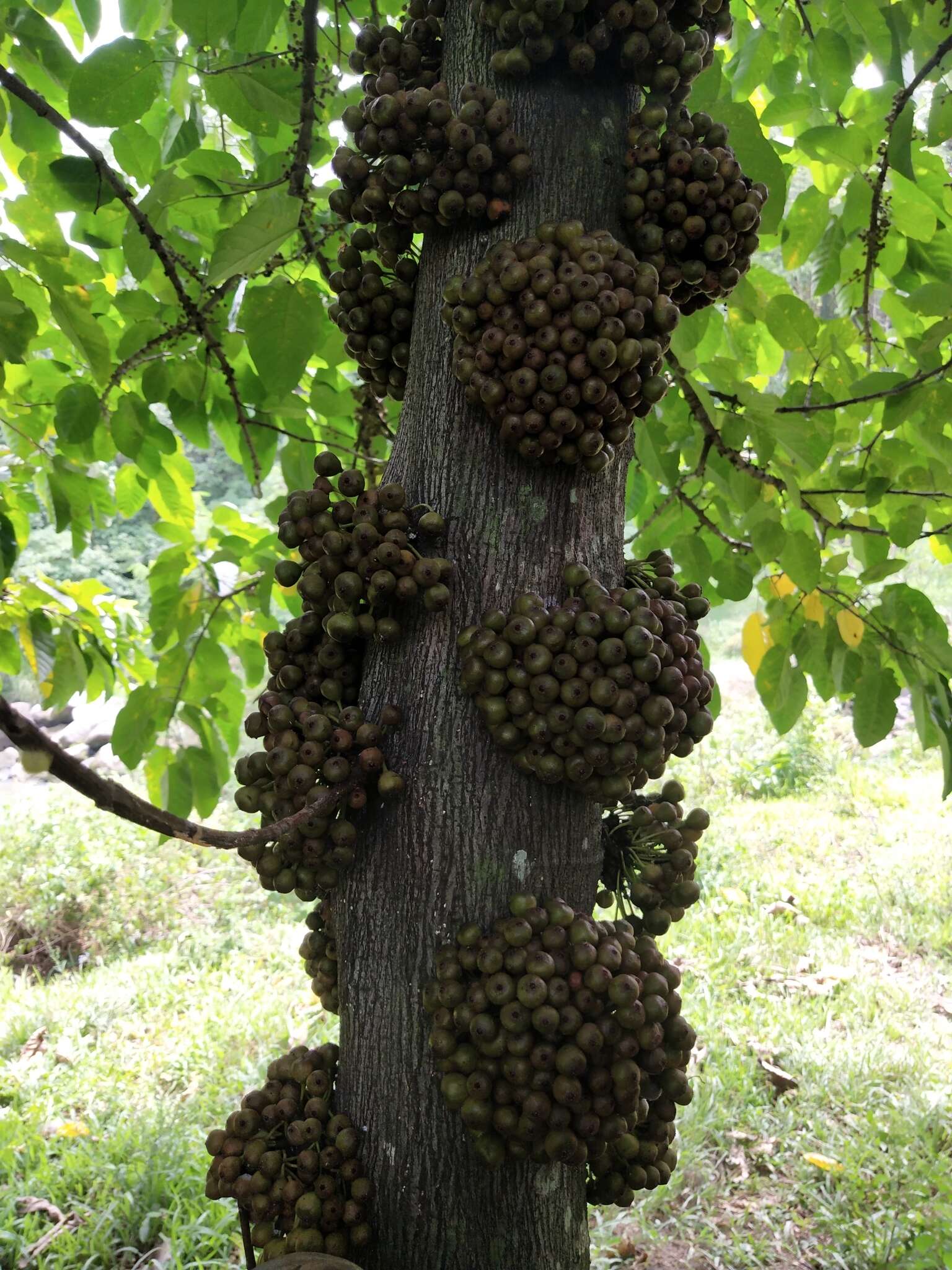 Image de Ficus heteropoda Miq.