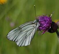 Image of Black-veined White