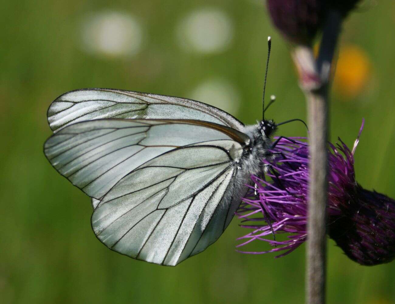 Image of Black-veined White