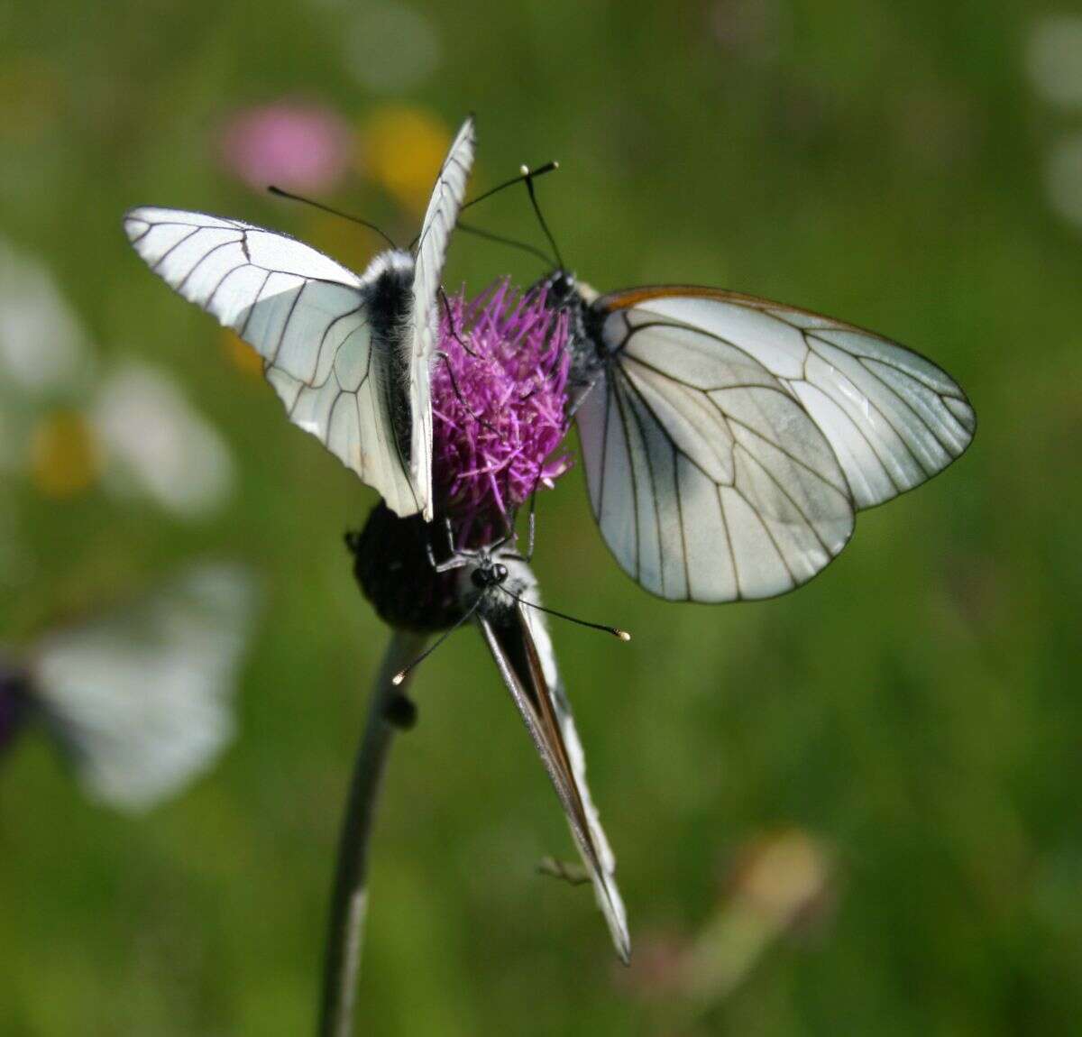 Image of Black-veined White