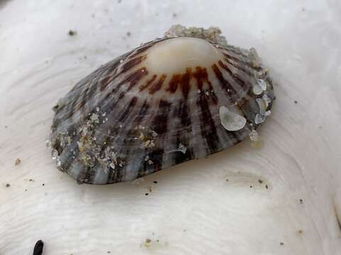 Image of giant limpet