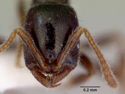 Onychomyrmex doddi Wheeler 1916的圖片