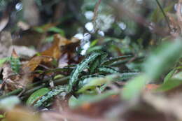 Image of Ardisia violacea (T. Suzuki) W. Z. Fang & K. Yao