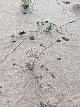 Image of sixweeks prairie clover