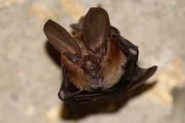 Image of Cape Long-eared Bat