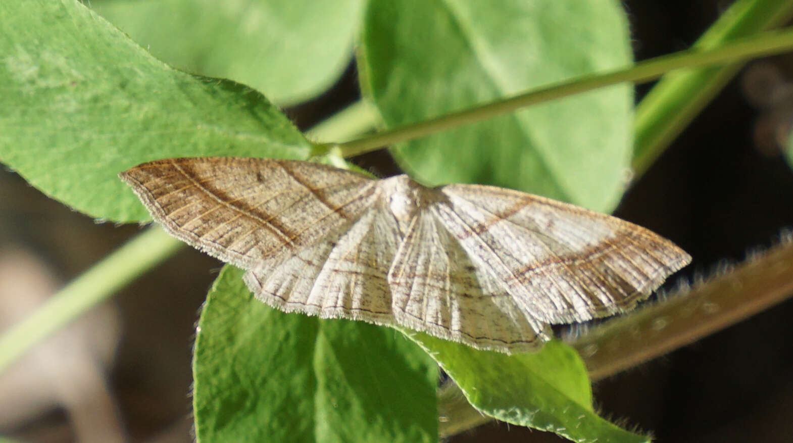 Sivun Petrophora subaequaria Walker 1860 kuva