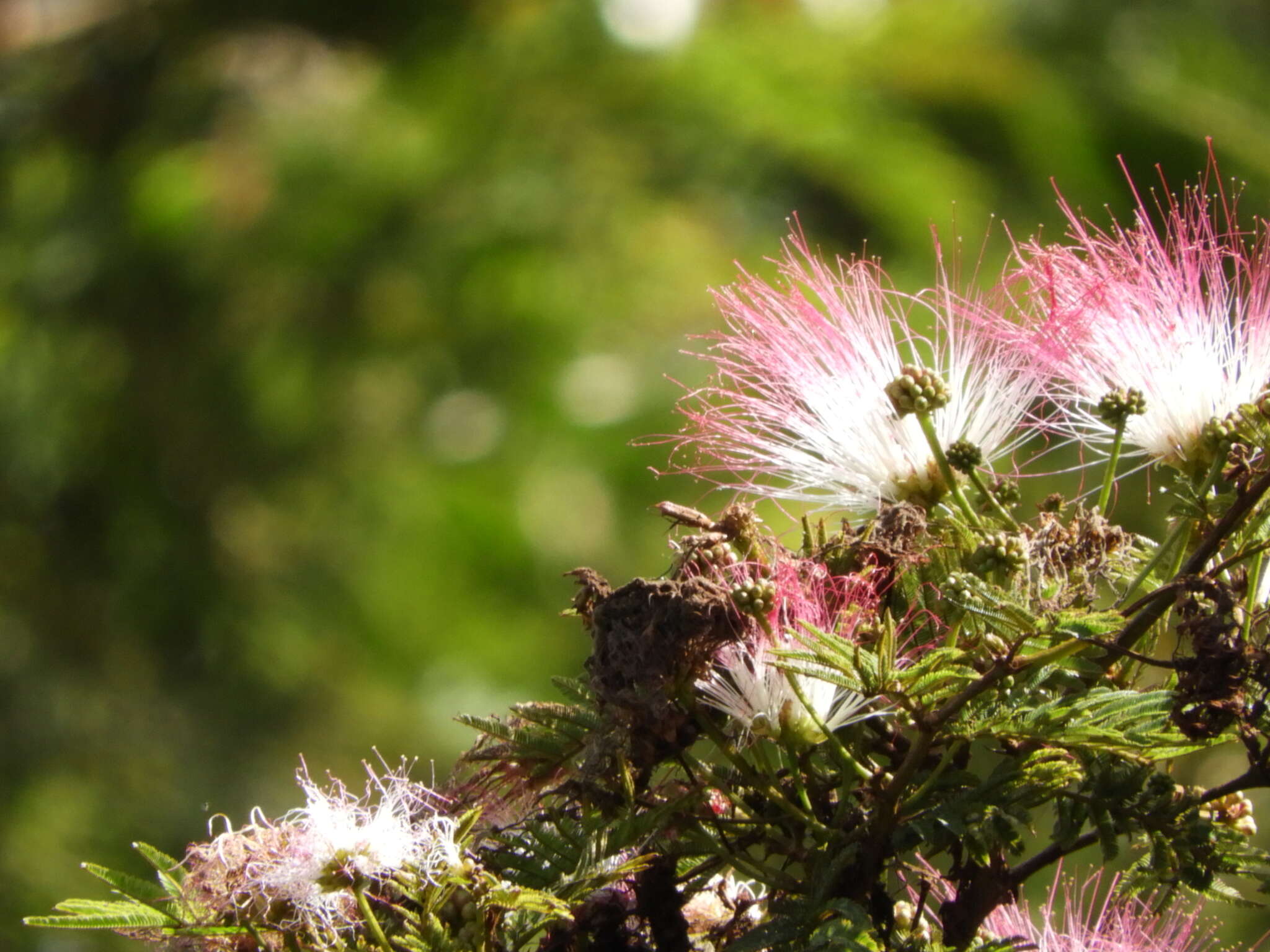 Imagem de Calliandra pittieri Standl.