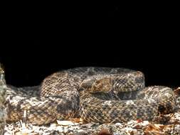 Imagem de Bothrops ammodytoides Leybold 1873