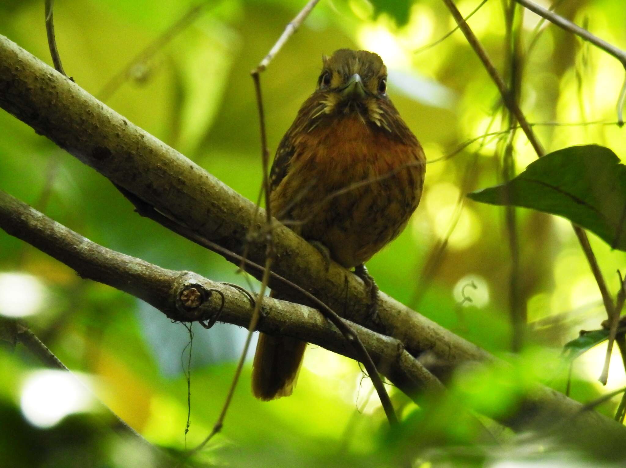 Image of White-whiskered Puffbird