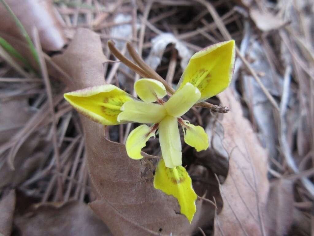 Sivun Iris minutoaurea Makino kuva