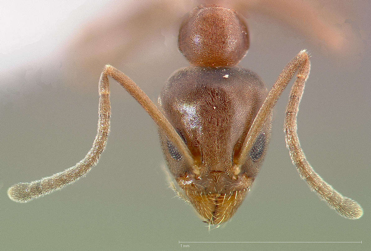 Image of Argentine Ant