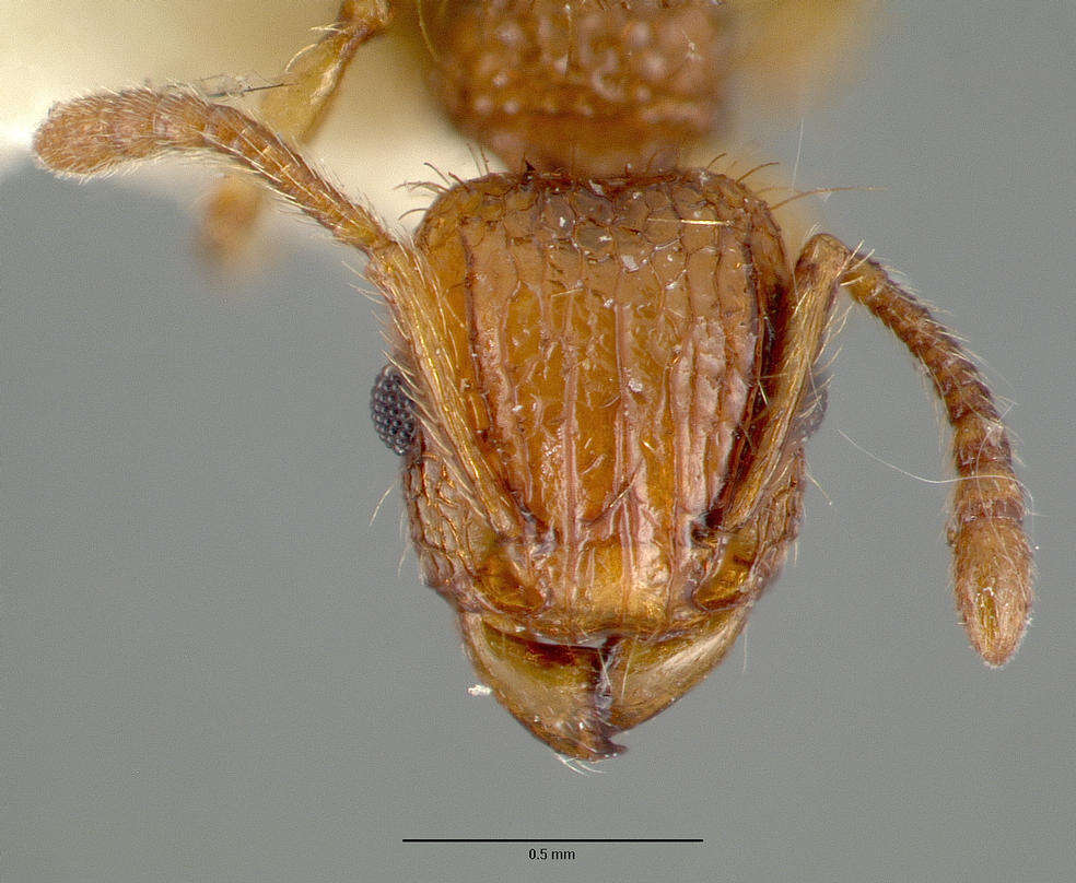 Image of Ant