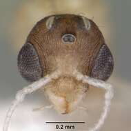 Image of Temnothorax curvispinosus