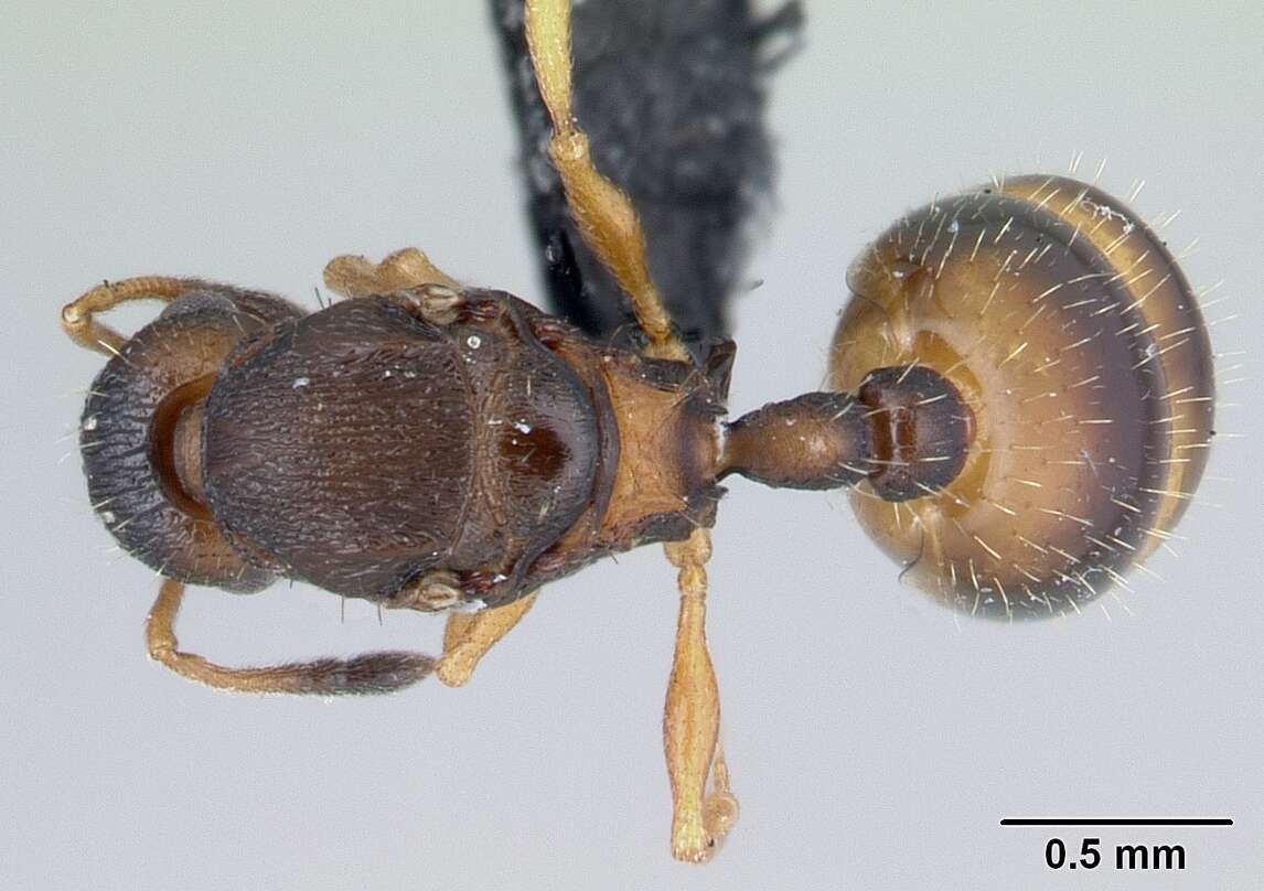 Imagem de Temnothorax albipennis