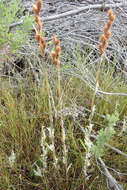 Image of Thamnochortus fruticosus P. J. Bergius