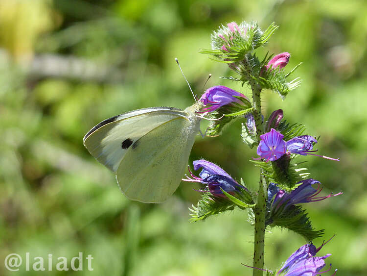 Image of cabbage butterfly