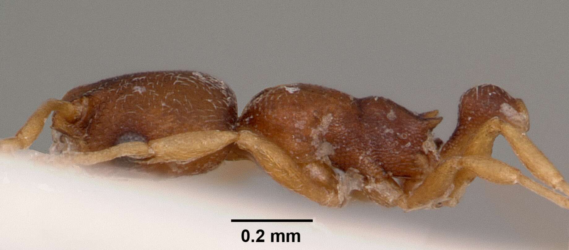 Image of Ant