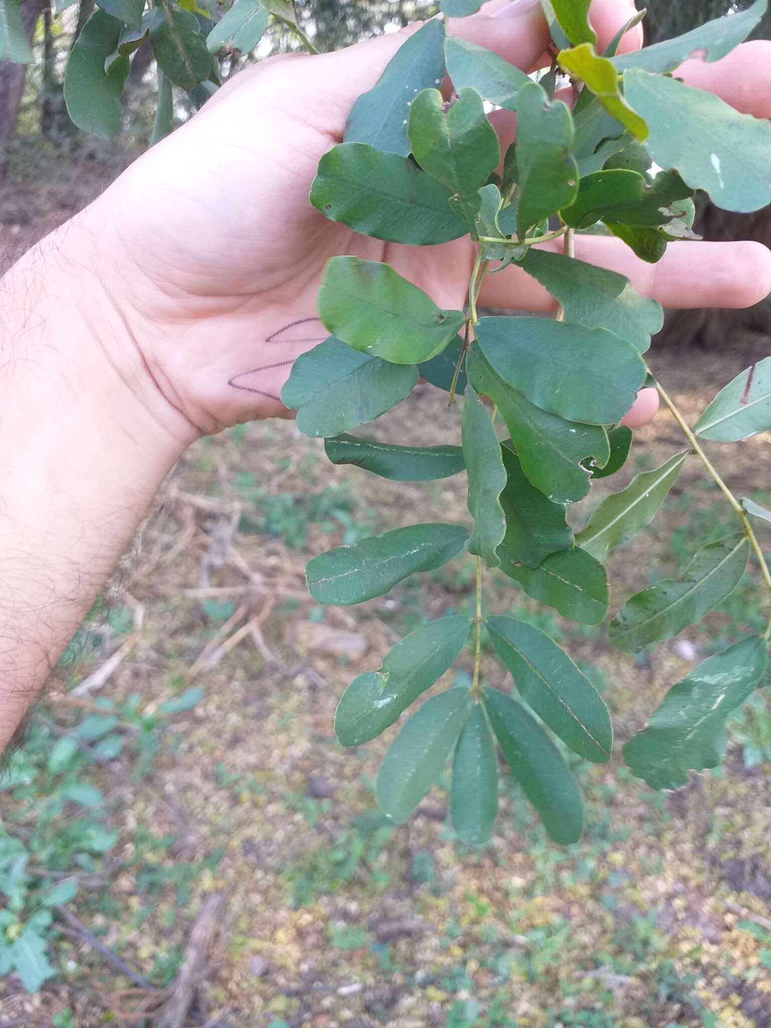 Sivun Geoffroea spinosa Jacq. kuva