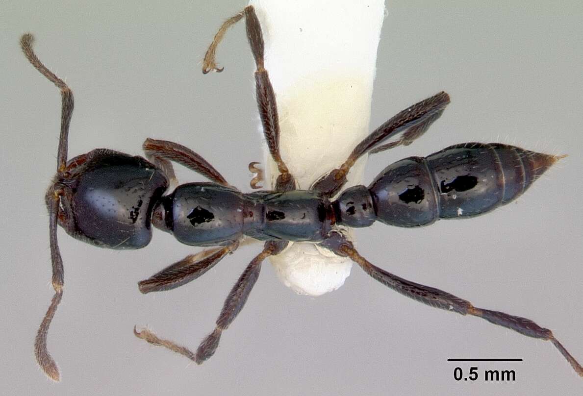 Sivun Onychomyrmex hedleyi Emery 1895 kuva