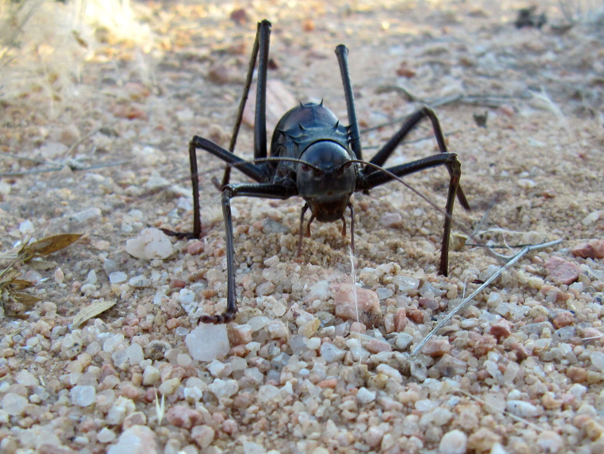 Image of Long-legged Armoured Katydid