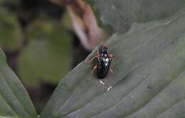 صورة Gaurotes cyanipennis (Say 1824)