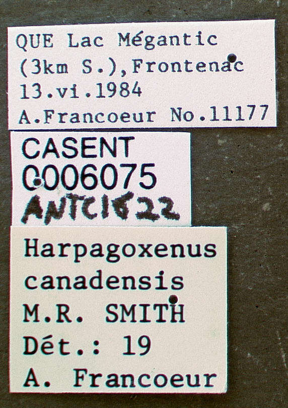 Harpagoxenus canadensis Smith 1939的圖片