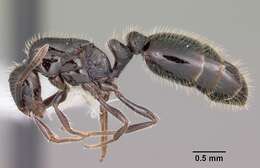 Image of Little Black Ant