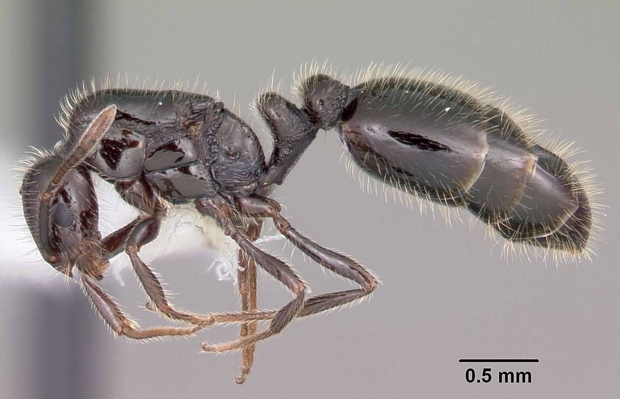 Image of Little Black Ant