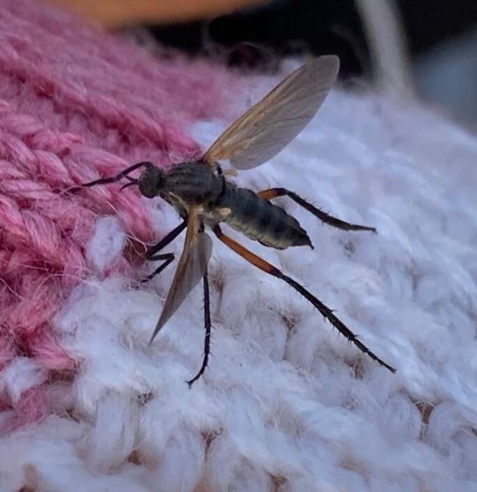 Image of Empis pulchripes Loew 1869