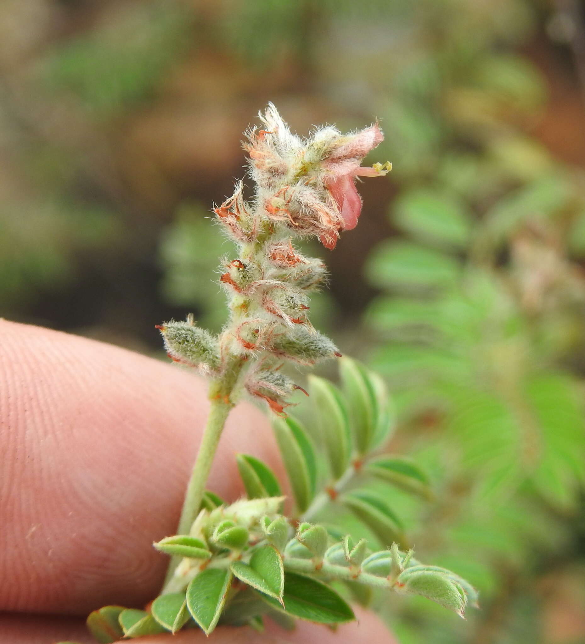 Indigofera melanadenia Harv.的圖片