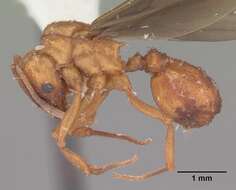 Image of Northern Fungus Farming Ant