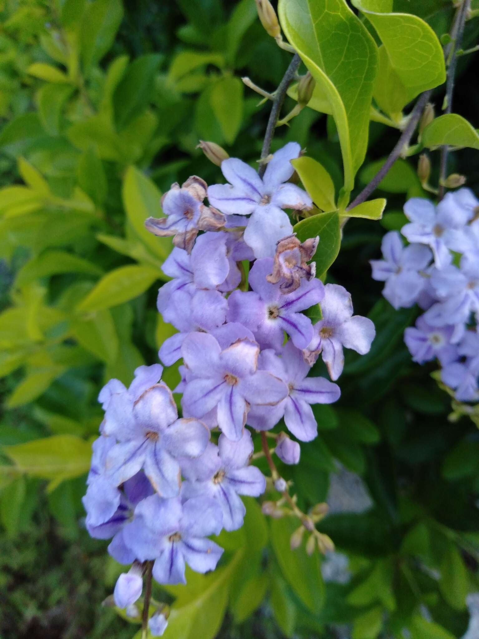 Duranta erecta L. resmi