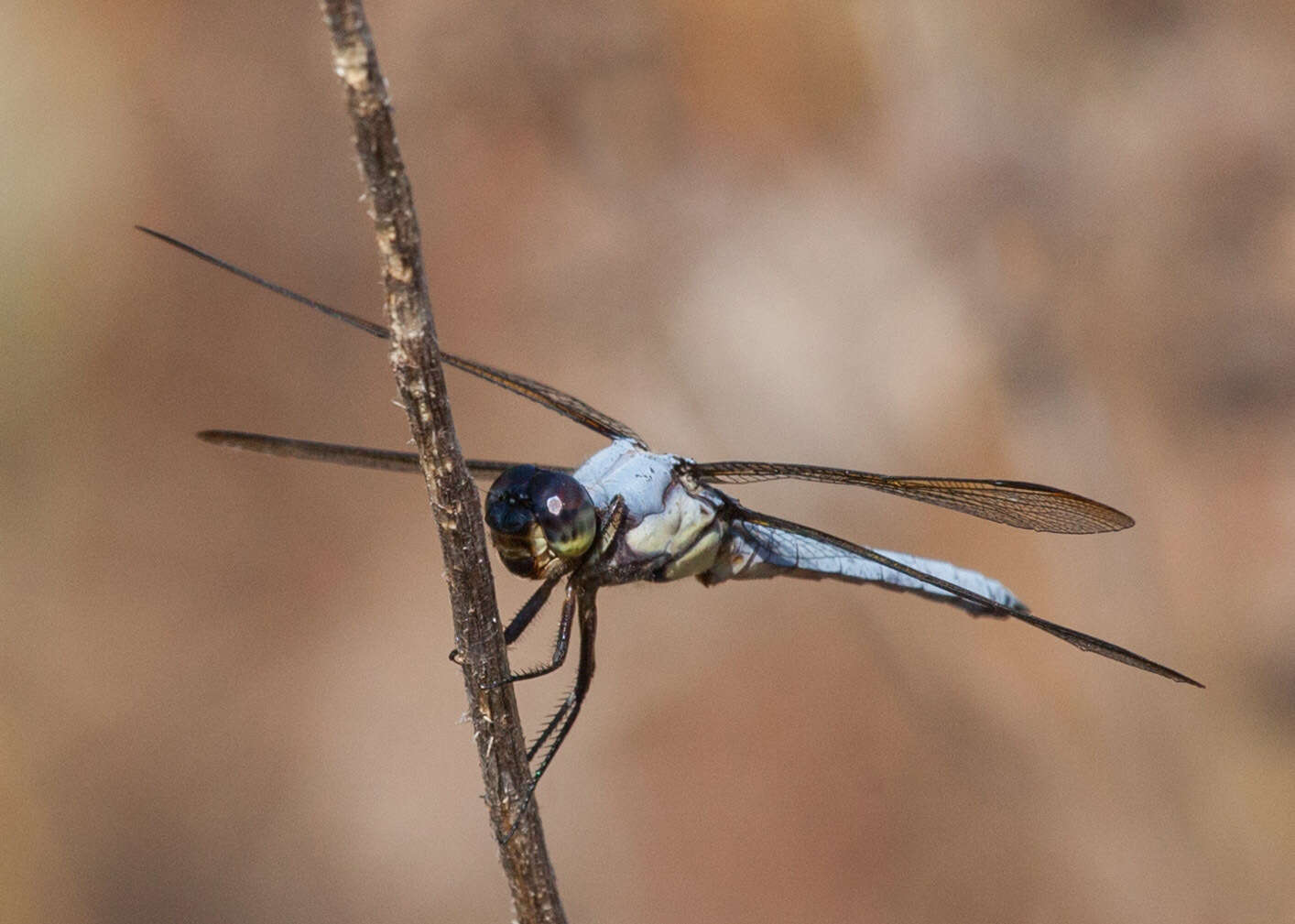 Image de Libellula flavida Rambur 1842