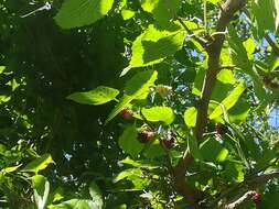 Image of black mulberry