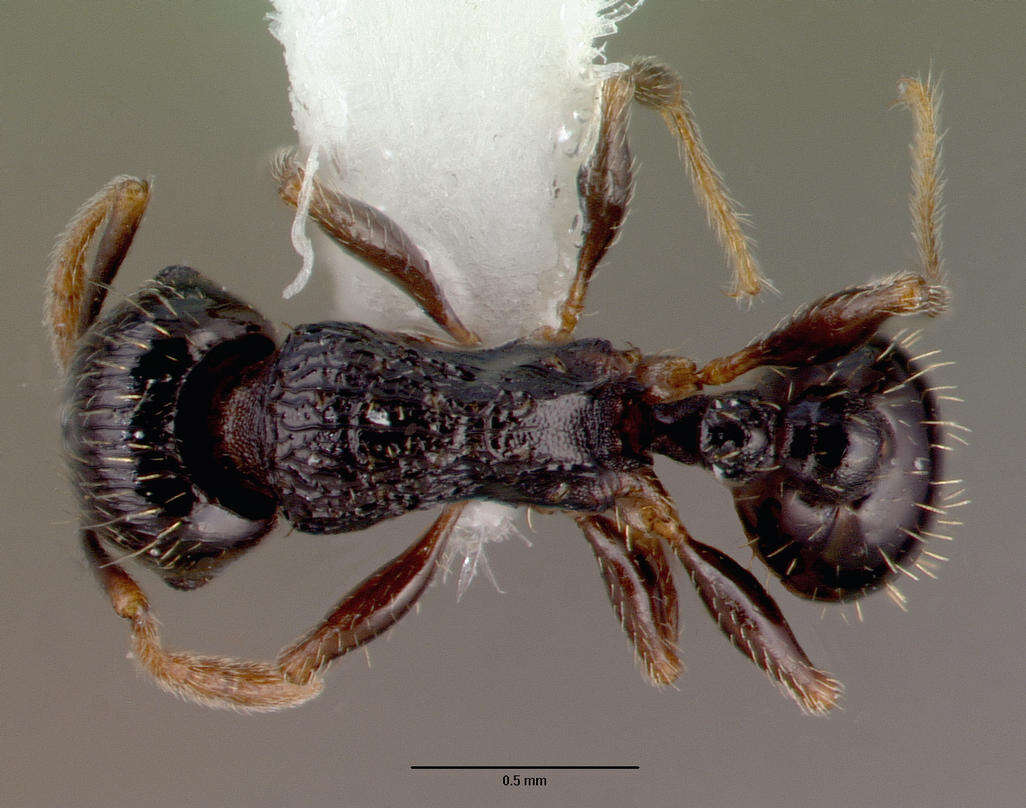 Image of Tetramorium caespitum (Linnaeus 1758)