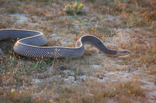 Imagem de <i>Limaformosa capensis</i>