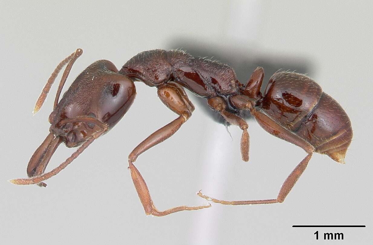 Image of Anochetus pattersoni