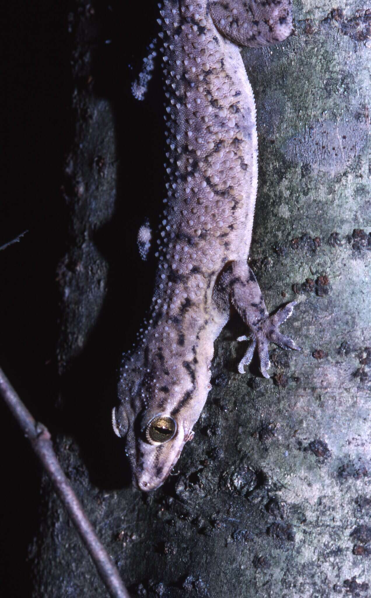 Слика од Hemidactylus depressus Gray 1842