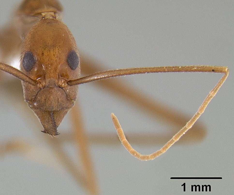 Image of Leptomyrmex puberulus Wheeler 1934