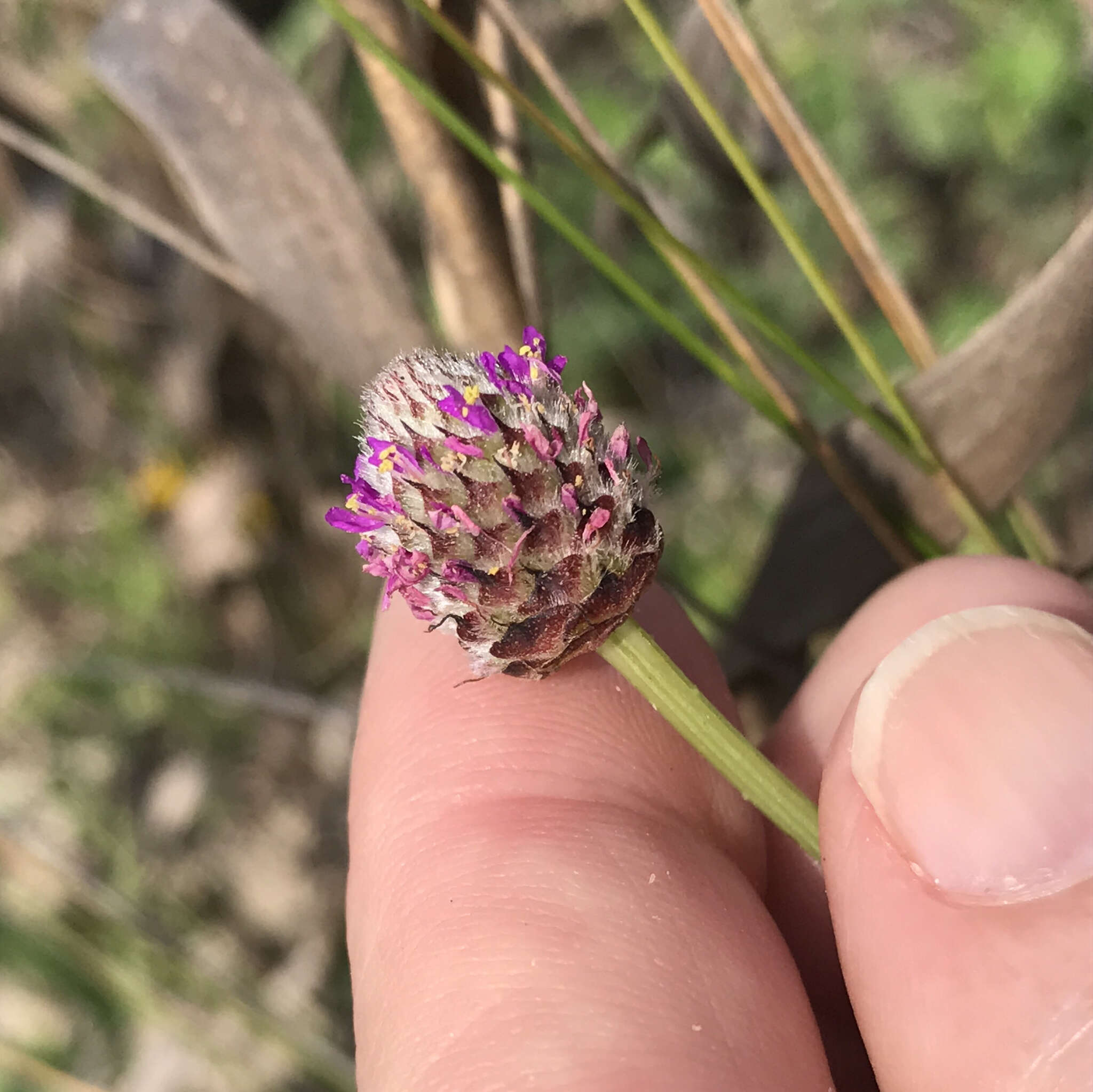 Sivun Dalea emarginata (Torr. & A. Gray) Shinners kuva