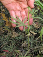 Image of Inyo Meadow lupine