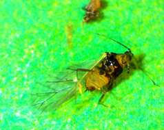 Image of Aphid