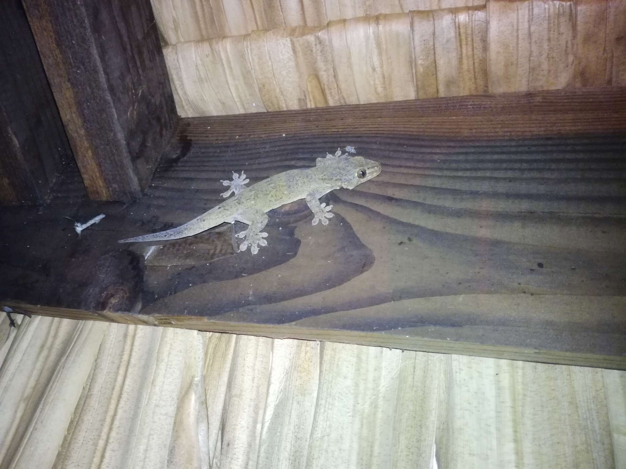 Image of Oceania Gecko