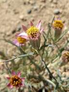 Image of Mojave hole-in-the-sand plant